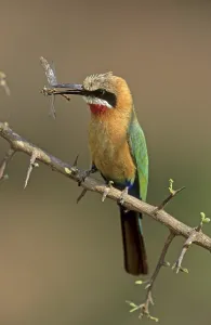 White-fronted Bee-eater (Merops bullockoides)