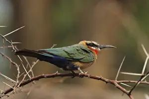 White-fronted Bee-eater (Merops bullockoides) in the Okavango Delta
