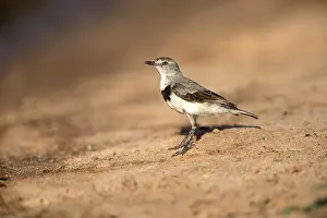 White-fronted Chat (Epthianura albifrons) female perched on the ground