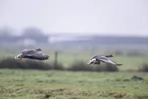 White-fronted Geese (Anser albifrons)