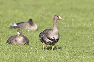 White-fronted geese (Anser albifrons)