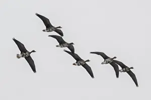White-fronted geese (Anser albifrons)