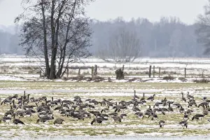 White-fronted geese (Anser albifrons)