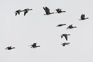 Framed Print : White-fronted geese (Anser albifrons)