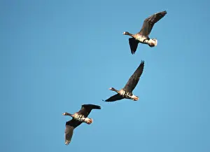 White-fronted Geese, Hessen, Germany (Anser albifrons)