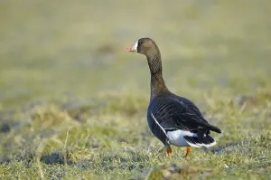 White-fronted Goose, adult, morning