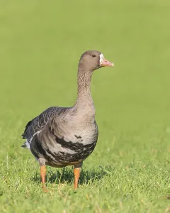 White-fronted goose (Anser albifrons)