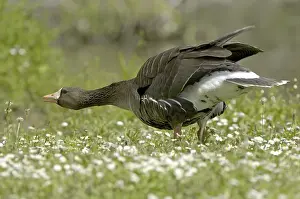 White-fronted Goose (Anser albifrons)
