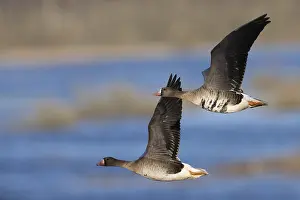 White-fronted Goose (Anser albifrons)