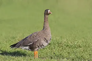 White-fronted goose (Anser albifrons)