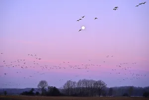 White-fronted goose (Anser albifrons)