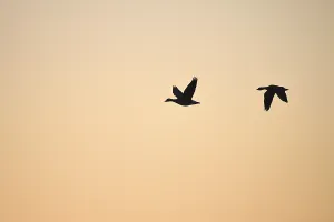 White-fronted goose (Anser albifrons)