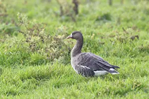 White-fronted goose (Anser albifrons)