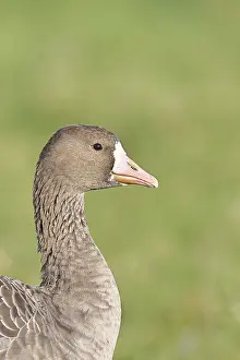 White-fronted goose (Anser albifrons)