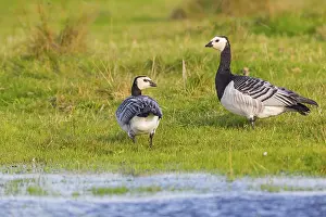 White-fronted Goose, Barnacle Goose