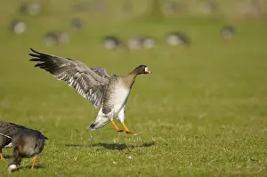 White-fronted goose, January, Lower Rhine