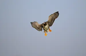 White-fronted goose, January, Lower Rhine