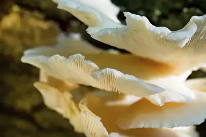 White fungus on tree in forest