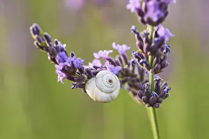 White garden snail (Theba pisana) on a true lavender (Lavandula angustifolia) blossom in a field near Valensole