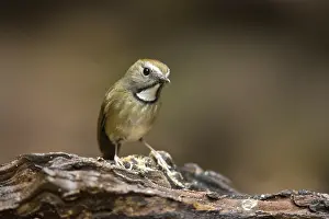 White-gorgeted Flycatcher (Anthipes monileger)