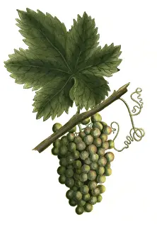 White grapevine, grape, Vitis vinifera
