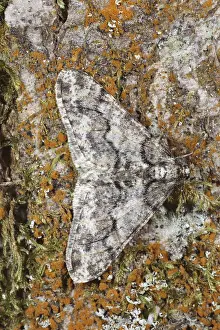 White grey broad-winged moth, White grey broad-winged moth