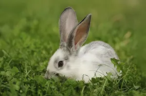 A white-grey hare sits in the lush grass