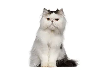 White and grey persian cat sitting and looking forward on a white background