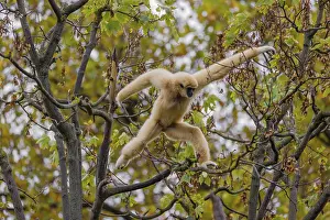A White-handed gibbon, Hylobates lar