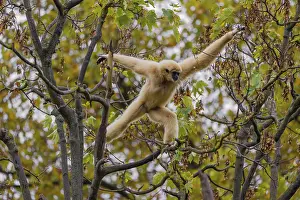A White-handed gibbon, Hylobates lar