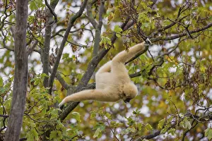 A White-handed gibbon, Hylobates lar
