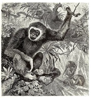 White-handed gibbon (Hylobates lar) or Lar