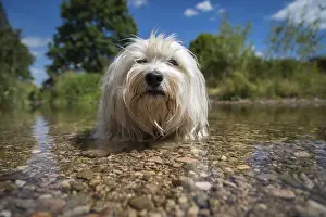 A white Havanese makes room in the water and really cools off on a sunny