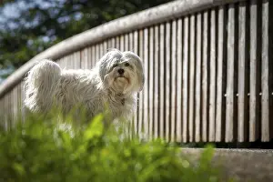 White Havanese standing in front of a bridge