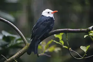 White-head Black Bulbul (Hypsipetes leucocephalus)