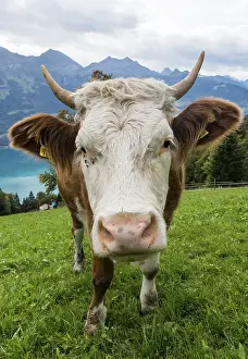White head of cow with eyes and lashes and serveral flies in meadow in Switserland