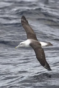 White-headed albatross (Thalassarche steadi)