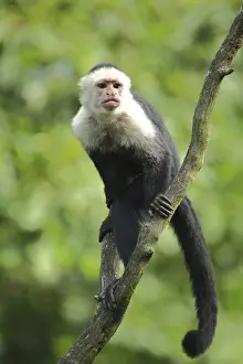 White-headed capuchin (Cebus capucinus)