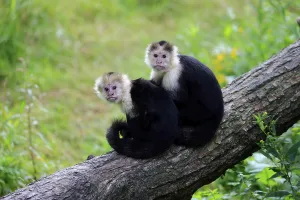 White-headed capuchin (Cebus capucinus)