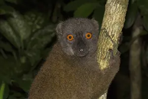 White-headed lemur (Eulemur albifrons)