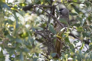 White-headed Mousebird (Colius leucocephalus)