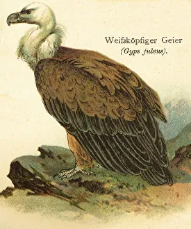 White-headed vulture (Gyps fulvus)