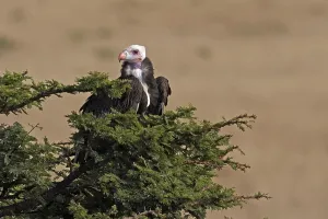 White Headed Vulture (trigonoceps occipitalis)