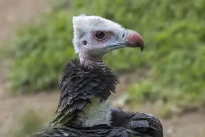White-headed vulture (Trigonoceps occipitalis) close up portrait