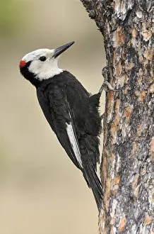 White-headed Woodpecker (Leuconotopicus albolarvatus)