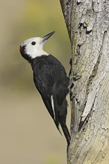 White-headed Woodpecker (Leuconotopicus albolarvatus)
