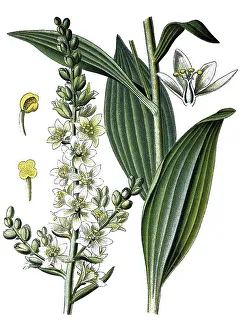 White hellebore (Veratrum album)