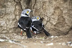 White Helmetshrike (Prionops plumatus)