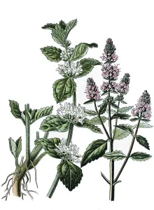 White horehound (Marrubium vulgare) on the left