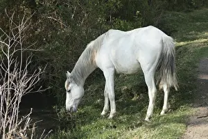 A white horse drinking from a stream in a farmers meadow in Cotacachi